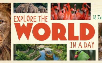 My visit to Chester Zoo