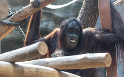 Un-caging Creativity: Non-Animal Live Entertainment in Zoos